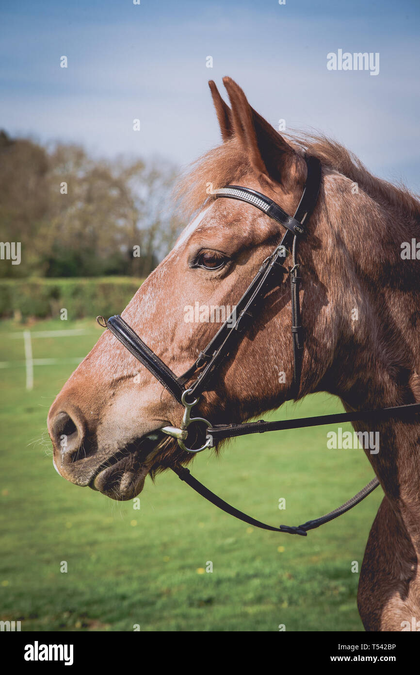 Kent. UK. Un s/n X cheval avec mors se trouve dans un champ en attente de sortir sur un hack Banque D'Images