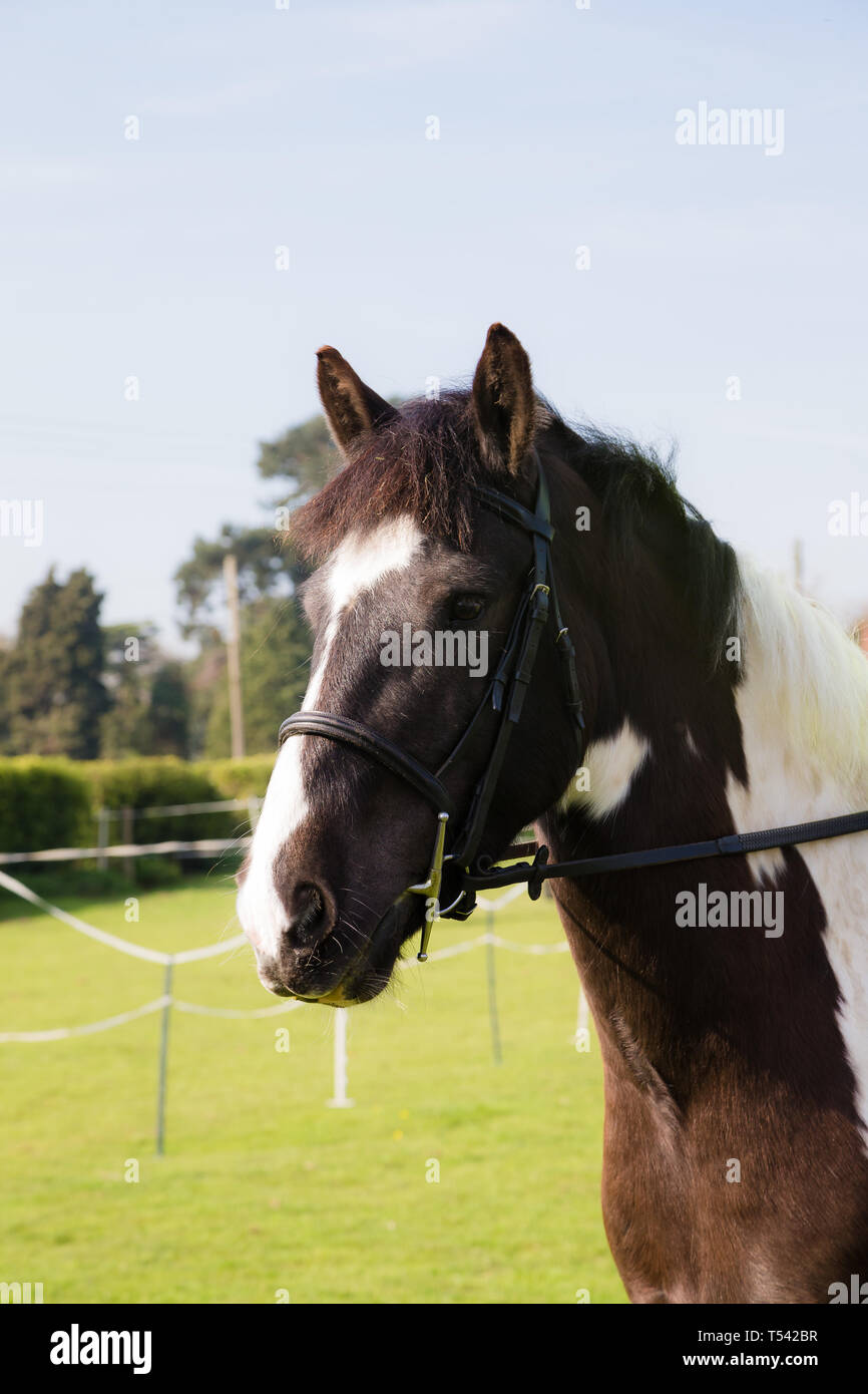 Higham, Kent, UK. Un Piebald s/n X debout dans un champ avec les oreilles dressées à Alert. Banque D'Images
