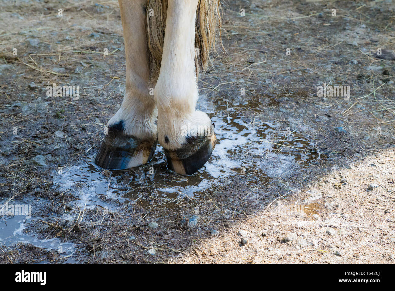 Higham, Kent, UK. Un cheval ayant une ses jambes lavés sur une cour stable par son propriétaire. Banque D'Images