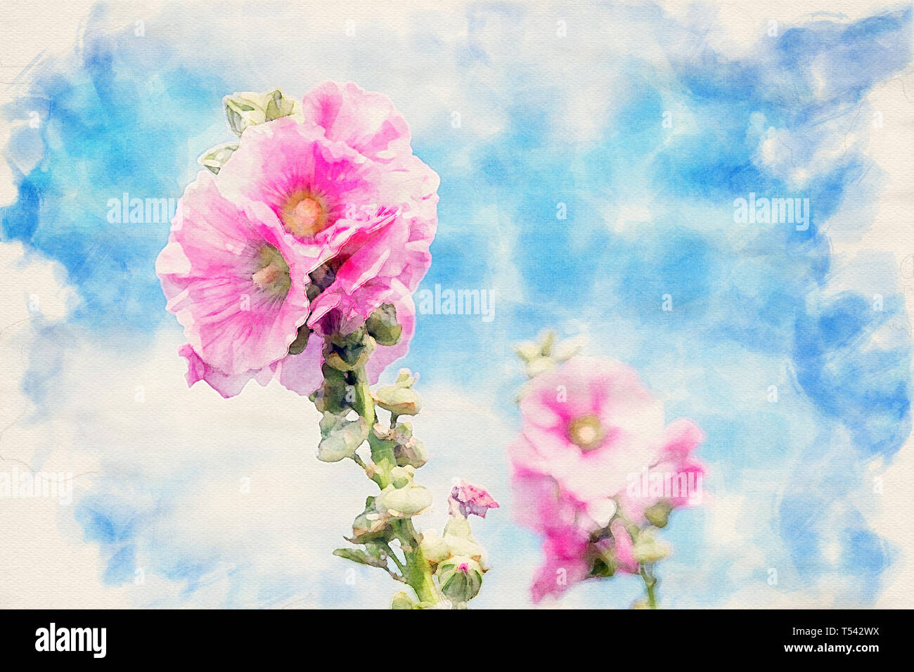 Rose Trémière rose et bleu ciel à l'aquarelle Banque D'Images