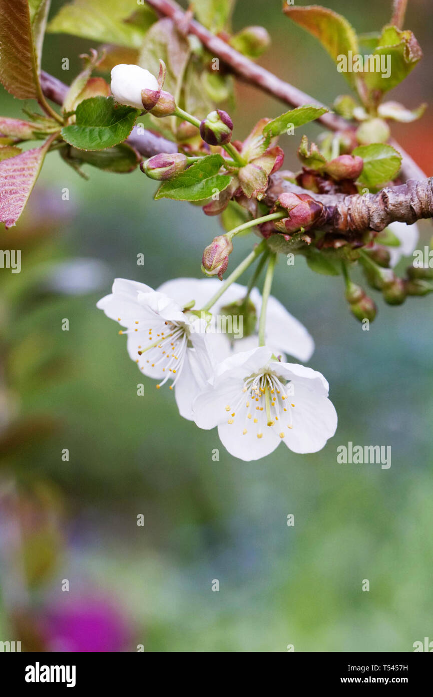 Prunus avium 'Stella' Blossom. Banque D'Images
