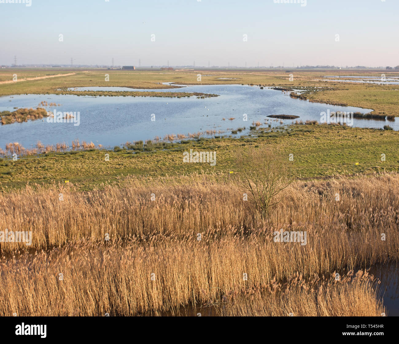 La nouvelle Dame de fagnes, rewilded Welney Wetland Centre, Welney, Norfolk, Angleterre, Royaume-Uni. Banque D'Images