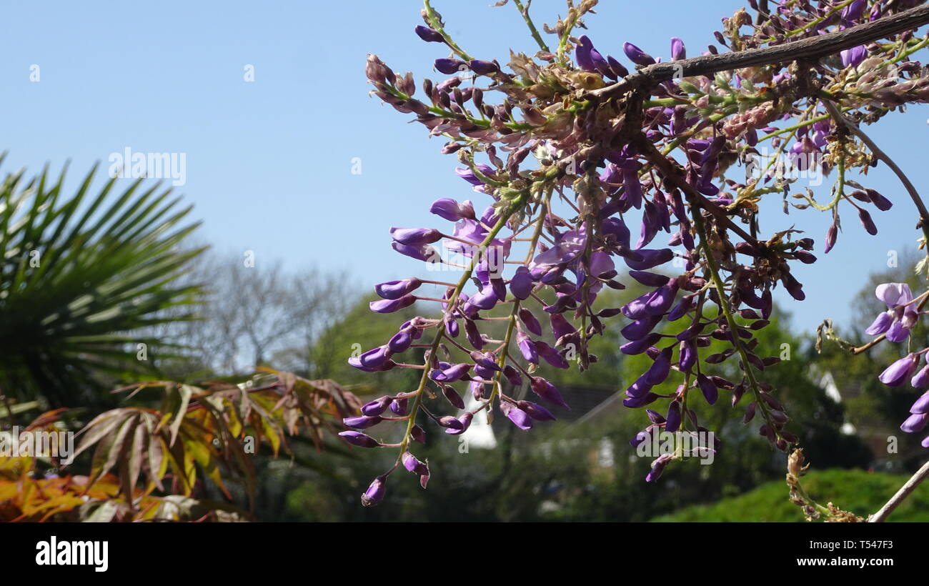 Des glycines en fleurs sur une journée d'été. Prises dans le Devon UK Banque D'Images