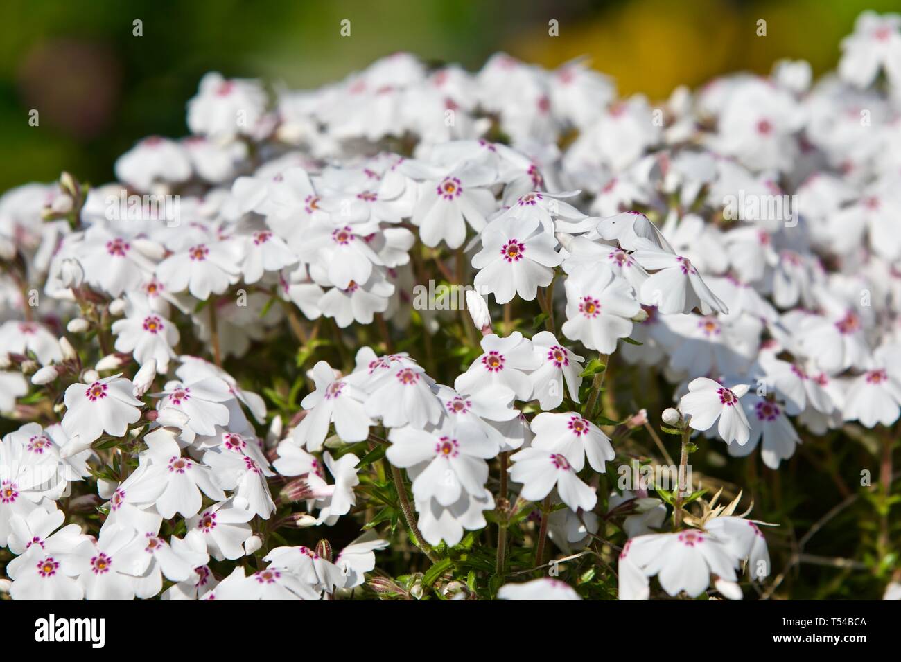 Phlox subulata 'Amazing Grace' Banque D'Images
