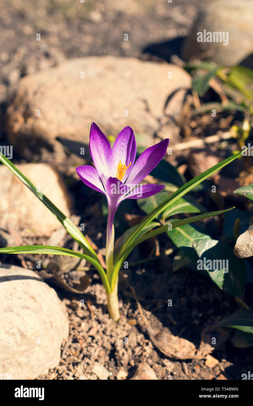 Au début lilas fleur de crocus crocus ou Tommasini grandit par les pierres. Crocus tommasinianus. Journée ensoleillée, printemps. Profondeur de champ, bokeh bac Banque D'Images