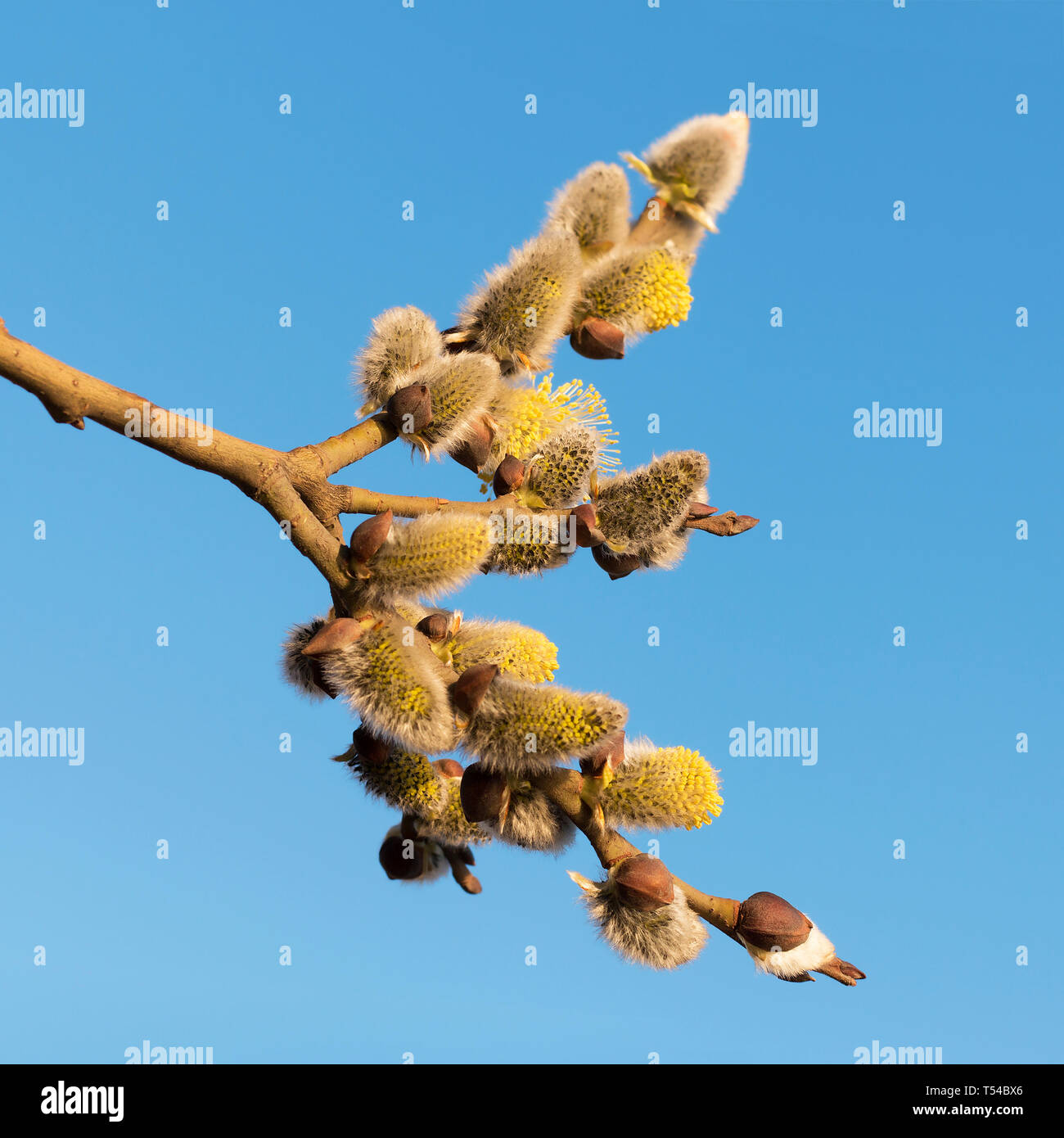 Branche de saule-chatte avec chatons jaune moelleux contre ciel bleu dans une journée ensoleillée. Le printemps. Square, selective focus Banque D'Images
