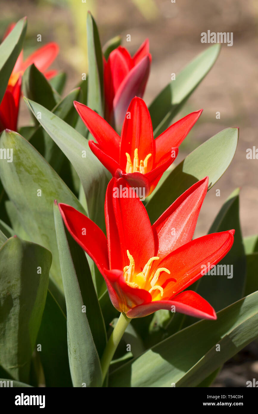 Tulipes rouge vif dans un matin ensoleillé. Le printemps. Profondeur de champ, image verticale Banque D'Images