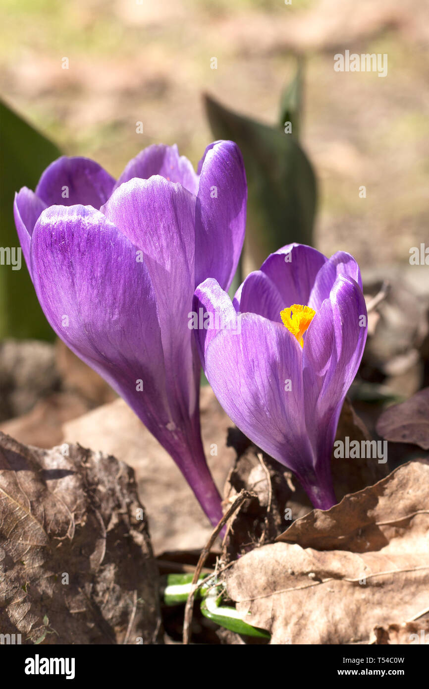 Crocus lilas fleurs poussent à travers les vieilles feuilles. Journée ensoleillée, printemps. Profondeur de champ, bokeh background image verticale, Banque D'Images