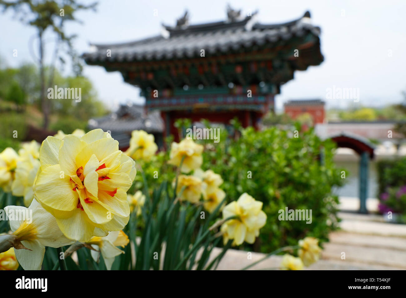 . Suncheon Apr 20, 2019. Photo prise le 20 avril 2019, présente une vue de la baie de Suncheon au jardin Jardin National, Suncheon en Corée du Sud. La baie de Suncheon Jardin National, situé dans le sud de la Corée du Sud de la ville, est l'hébergement de Suncheon place de la baie de Suncheon Garden Expo 2013. Credit : Wang Jingqiang/Xinhua/Alamy Live News Banque D'Images