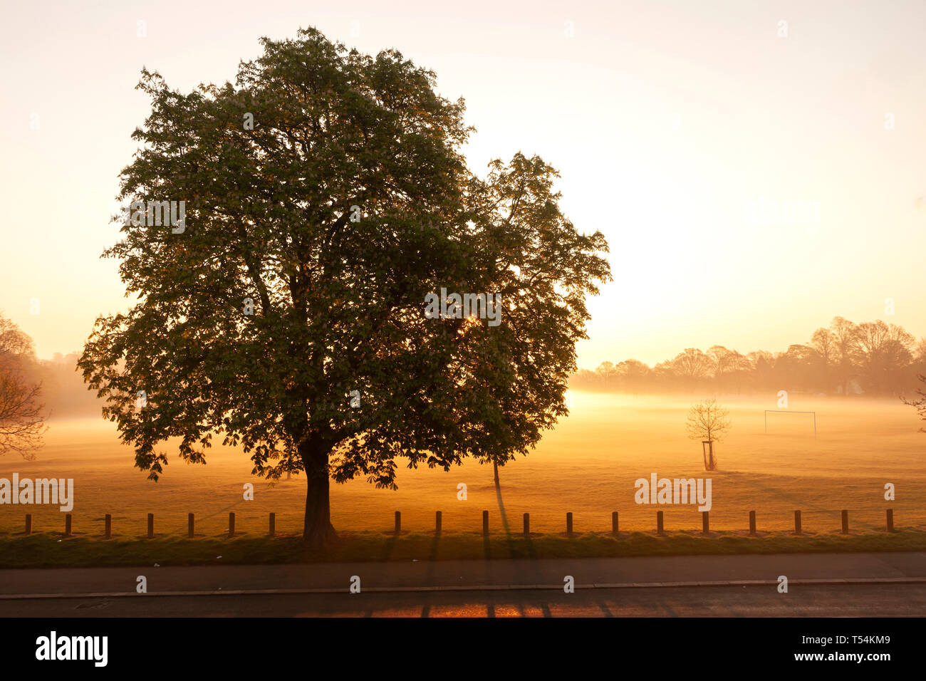Northampton, Royaume-Uni. 21 avril 2019, la météo. Brume matinale sur Abington Park, un marronnier. (Hippocastanaceae Aesculus hippocastanum), les peuplements en silhouette, avec le soleil derrière, les prévisions pour un autre point chaud. Credit : Keith J Smith./Alamy Live News Banque D'Images