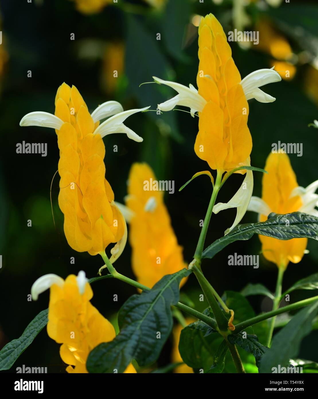 Fleurs jaune d'or de l'usine de transformation de la crevette. Banque D'Images