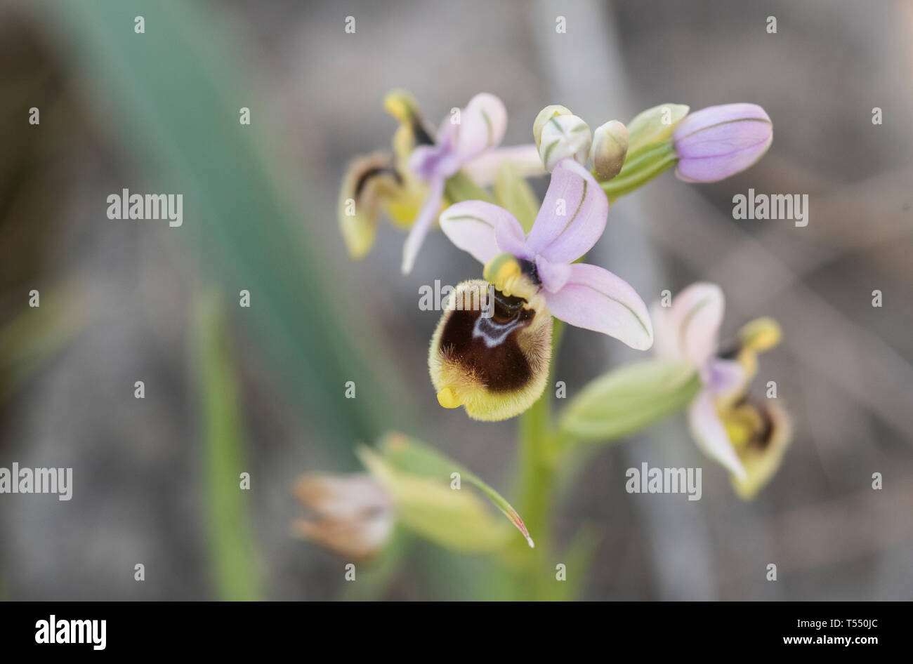 Fleur d'Orchidée de tenthrède (Ophrys tenthredinifera) Banque D'Images