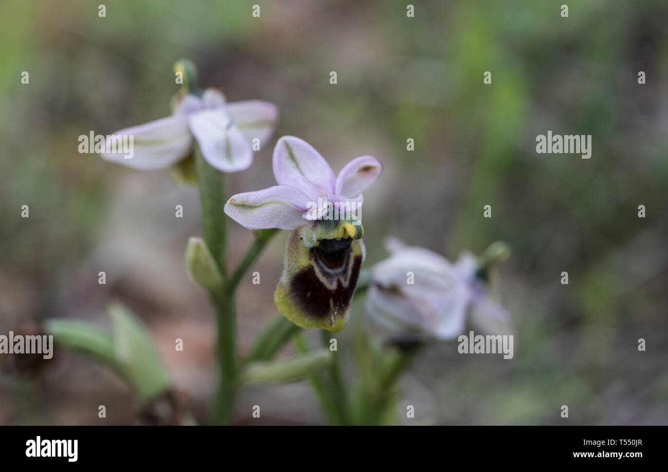 Fleur d'Orchidée de tenthrède (Ophrys tenthredinifera) Banque D'Images
