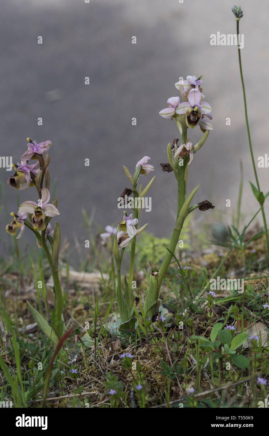 Route de tenthrèdes groupe orchidées (Ophrys tenthredinifera) Banque D'Images