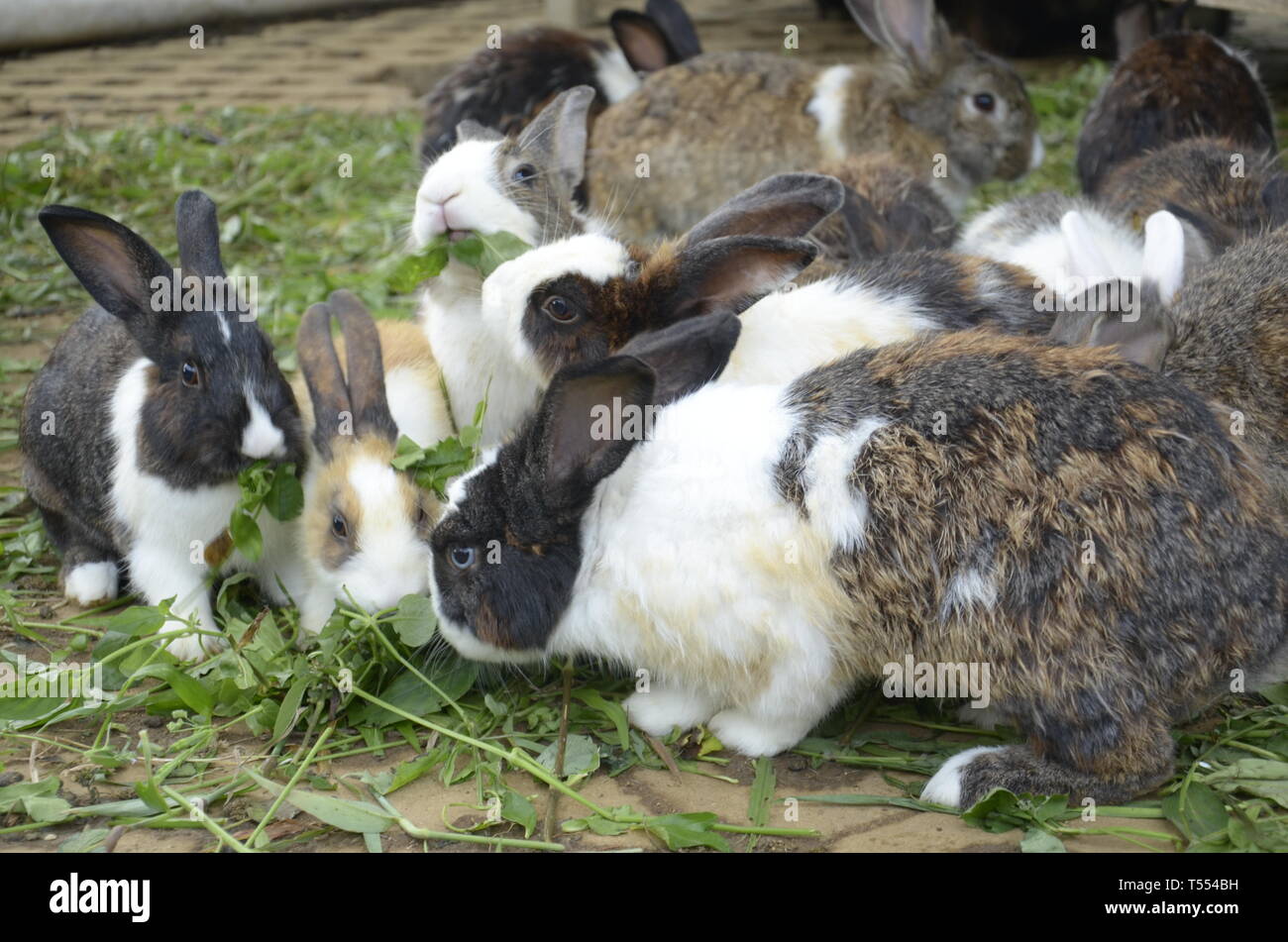 La famille lapin Photo Stock - Alamy