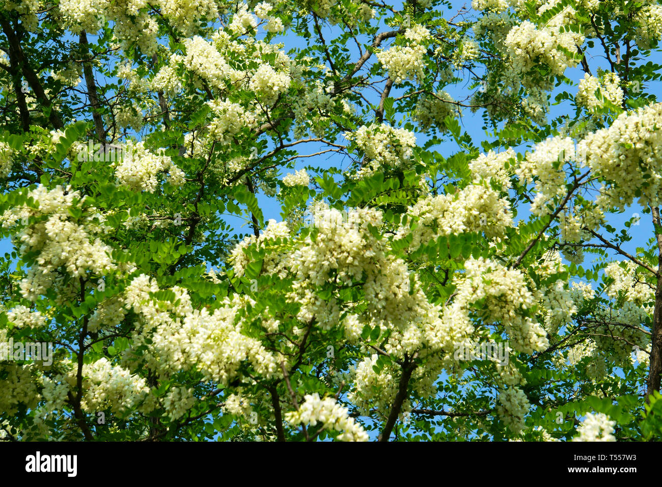 Sophora japonica en fleurs,Chinese scholar tree Banque D'Images