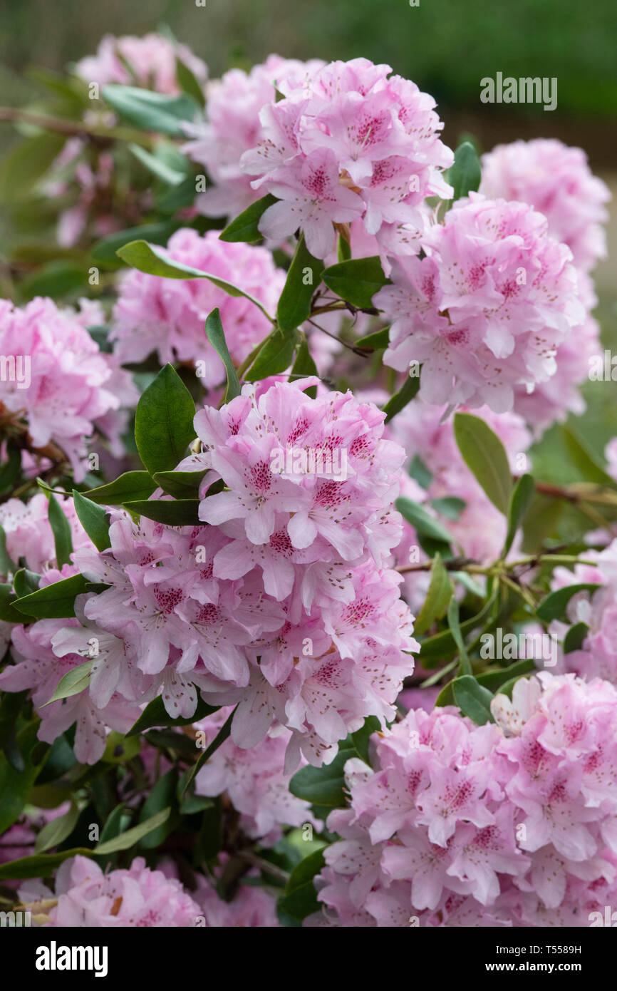 Rhododendron 'Cheer' . Grand rhododendron hybride Banque D'Images