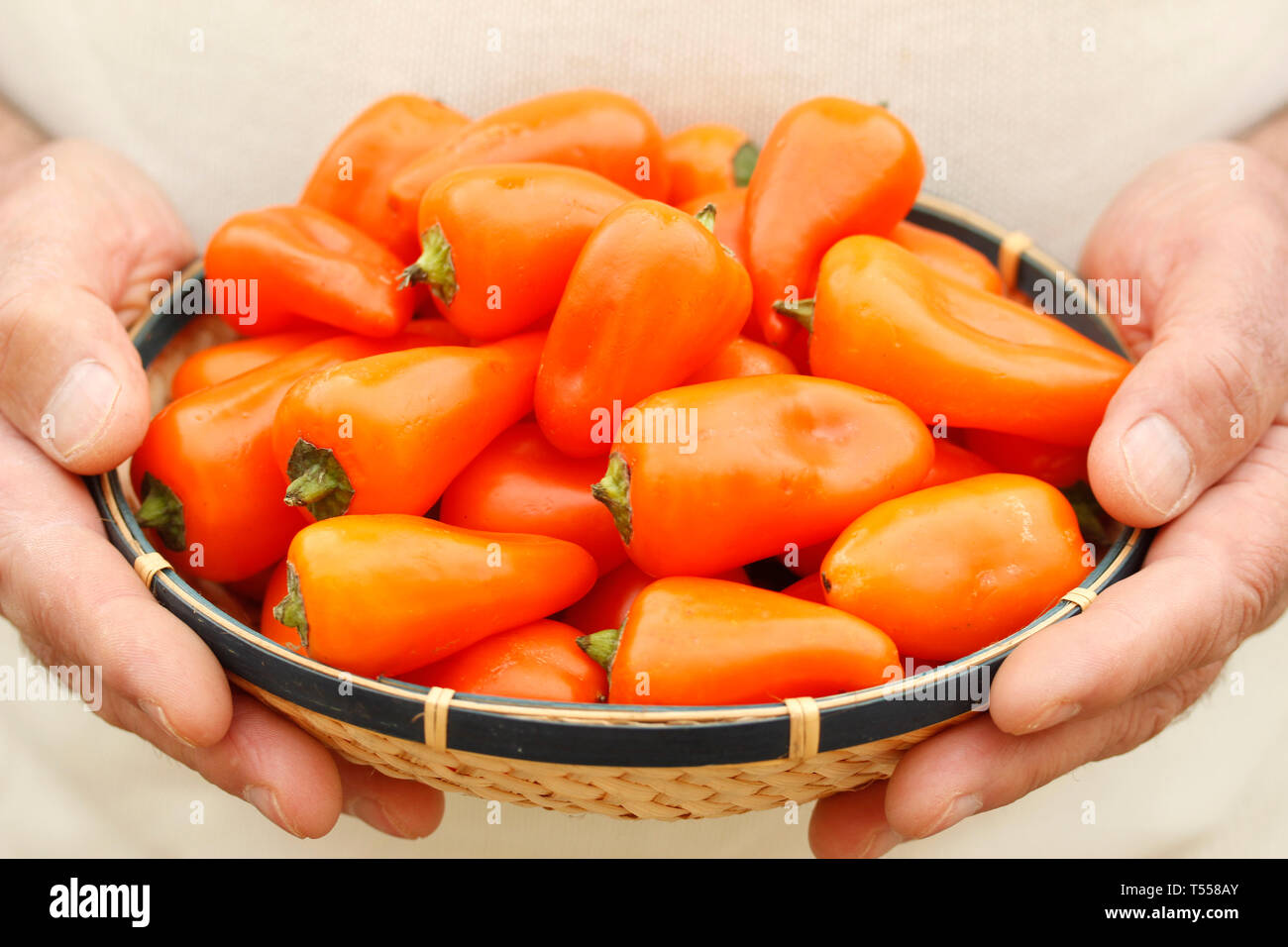 Poivron orange douce. Banque D'Images Poivron orange douce. Banque D'Images