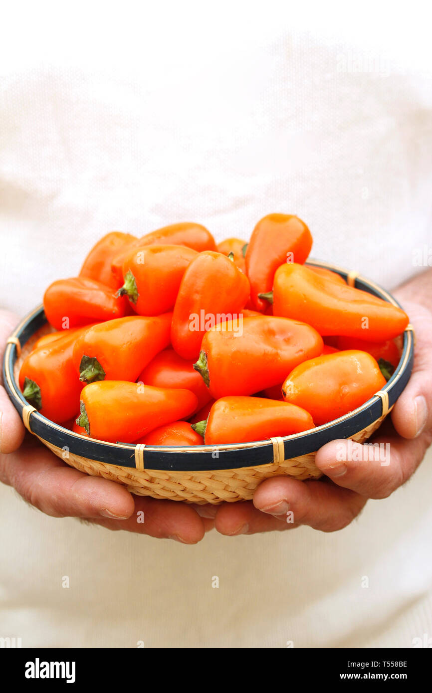 Poivron orange douce. Banque D'Images Poivron orange douce. Banque D'Images