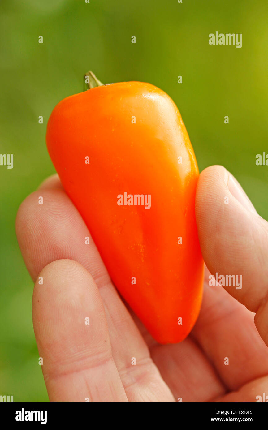 Poivron orange douce. Banque D'Images Poivron orange douce. Banque D'Images