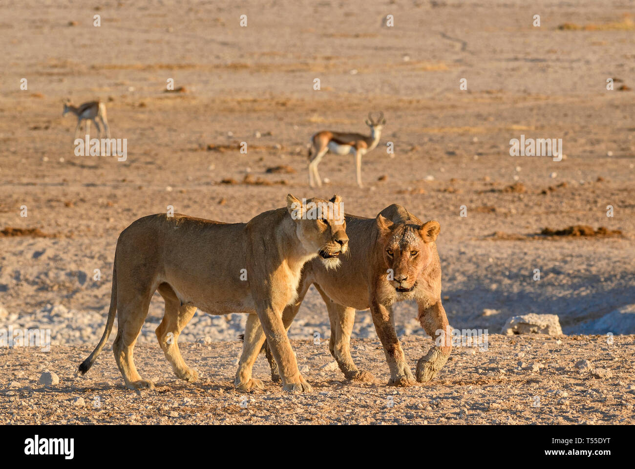 Lion - Panthera leo, animal emblématique de la savane africaine, Etosha National Park, Namibie. Banque D'Images