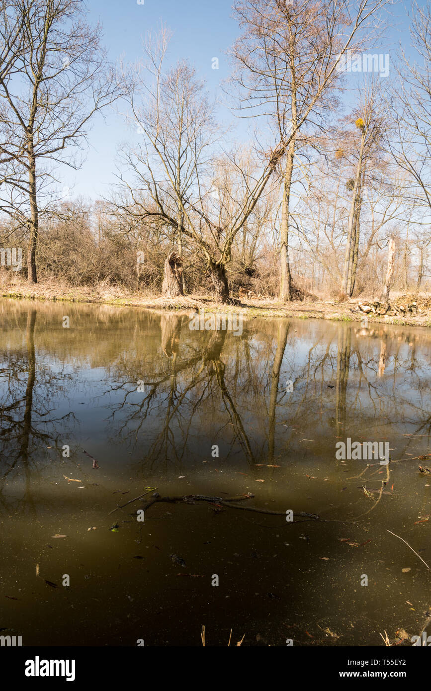 Slanaky river Lake près de Studenka dans Poodri ville CHKO en République tchèque lors de belle journée de printemps avec les arbres se reflétant sur l'eau fround et clear sky Banque D'Images