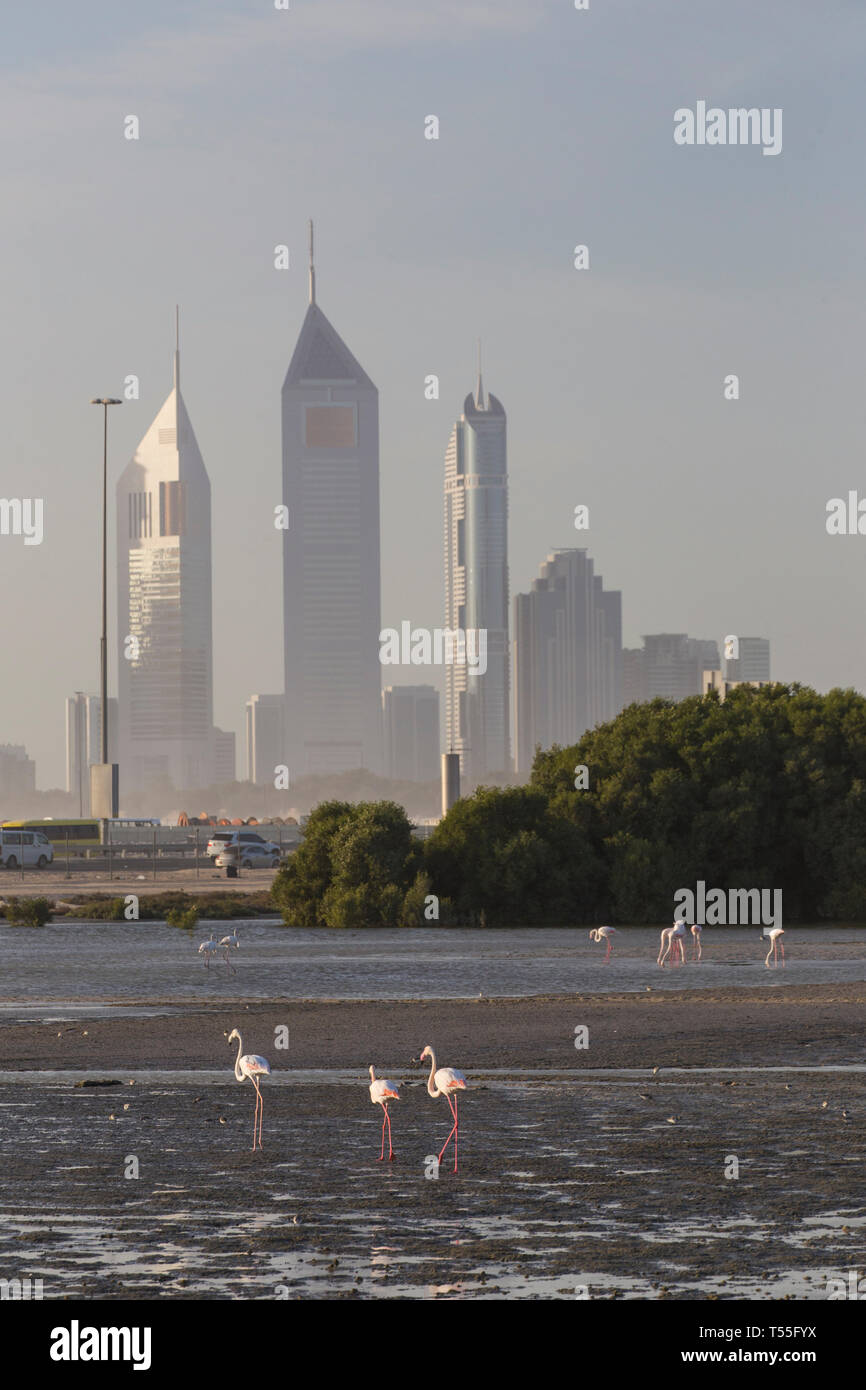 Émirats Arabes Unis, Dubai, Dubai Creek (Khor Dubaï), Ras Al-Khor Wildlife Sanctuary, Flamingo (Phoenicopterus roseus) et sur les toits de la ville Banque D'Images