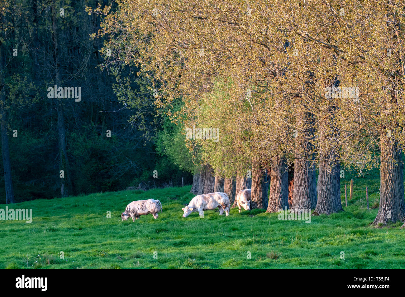 Les vaches de pâturage en Flandre Orientale Banque D'Images