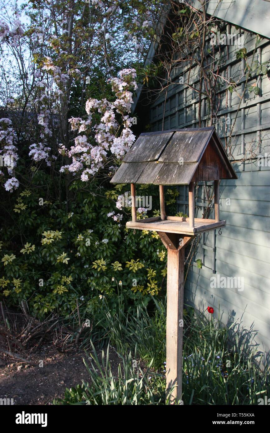 Tableau d'oiseaux près de blossom Banque D'Images