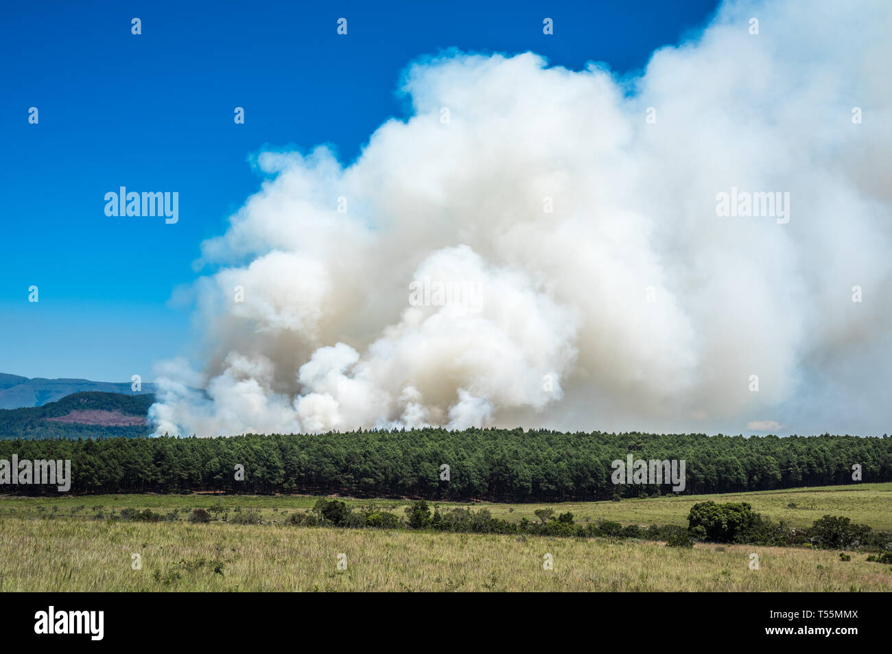 Feu de forêt, dans une forêt. Banque D'Images