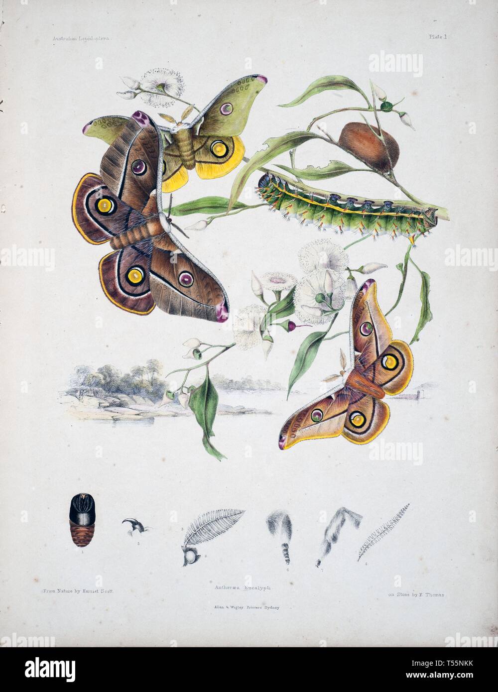 Belles illustrations faites à la main vintage de papillons de vieux livre. Il peut être utilisé comme élément décoratif ou d'affiches pour l'intérieur. Banque D'Images