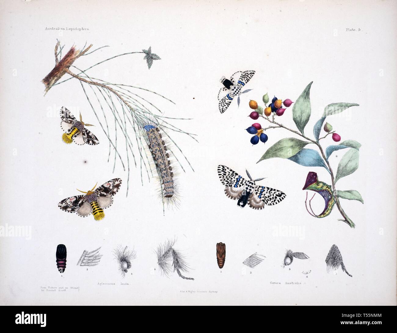 Belles illustrations faites à la main vintage de papillons de vieux livre. Il peut être utilisé comme élément décoratif ou d'affiches pour l'intérieur. Banque D'Images