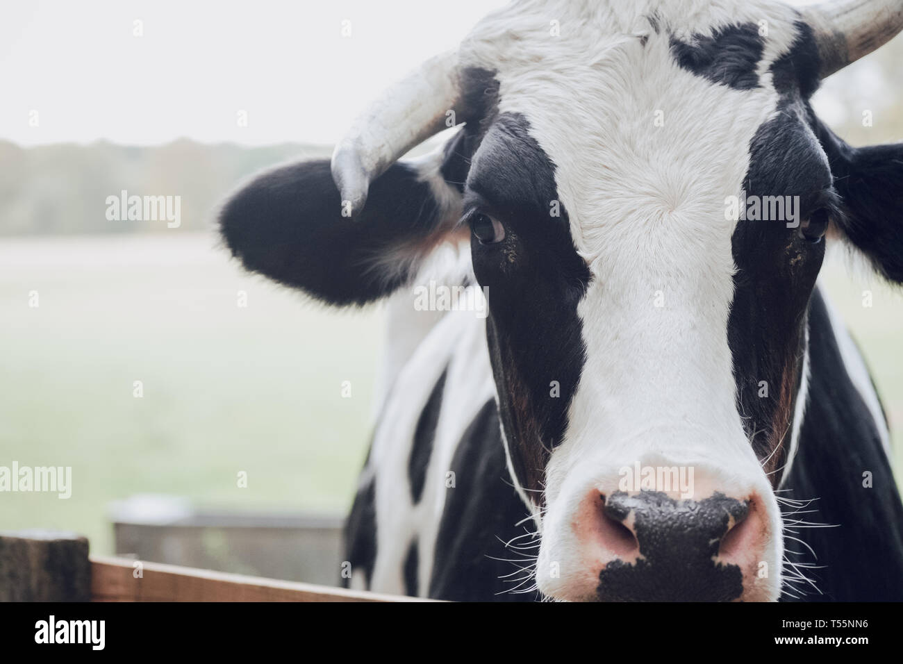 Close up image en couleur d'un noir et blanc avec des cornes de vache Banque D'Images