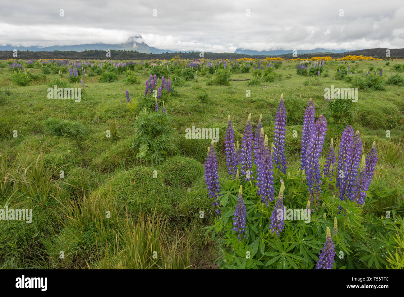 Lupins violet en champ sur Te Anau Downs, New Zealand Banque D'Images