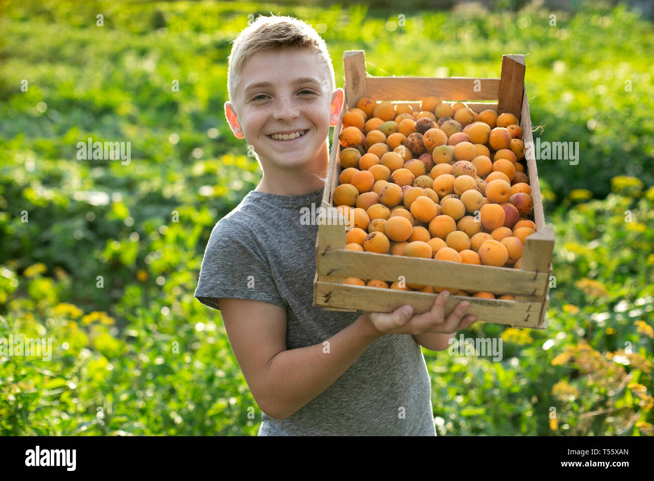 Smiling boy holding caisse d'abricots Banque D'Images