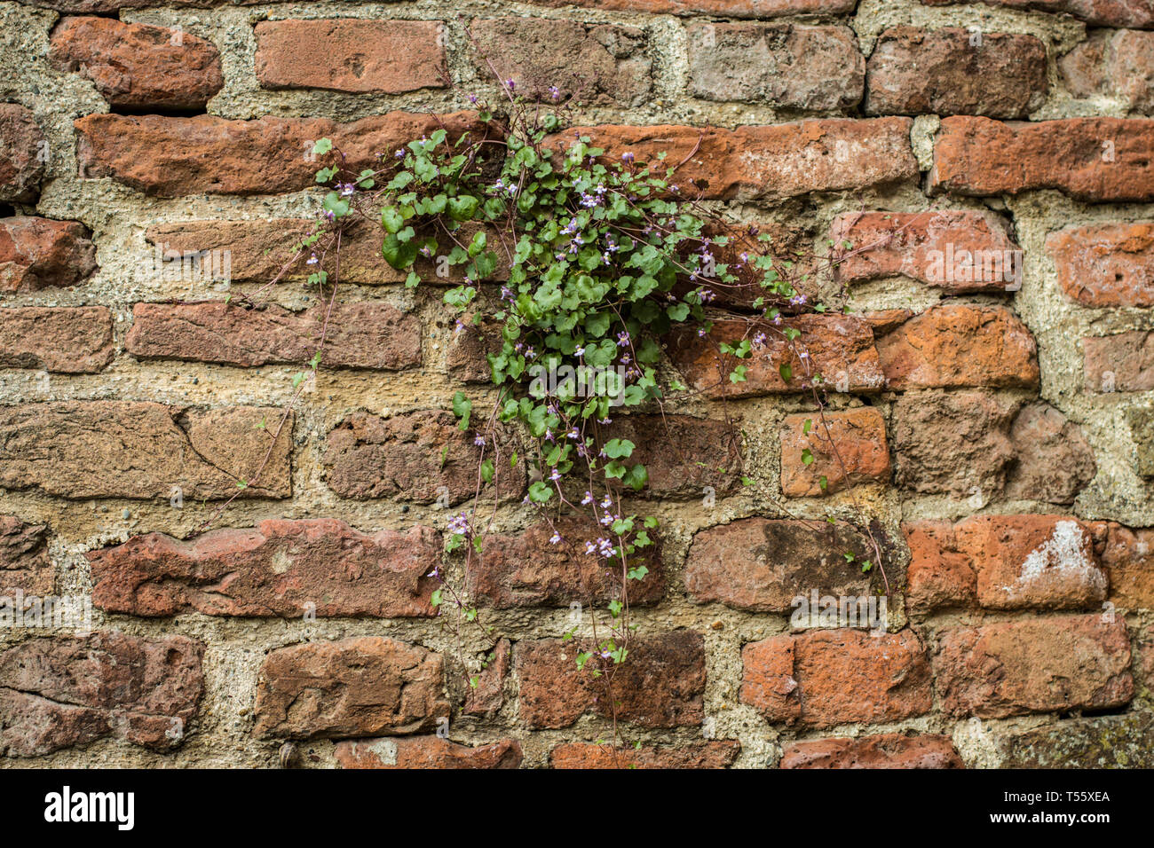 Cymbalaraia muralis, la linaire à feuilles de lierre sur le mur de la forteresse de Kalemegdan à Belgrade Banque D'Images