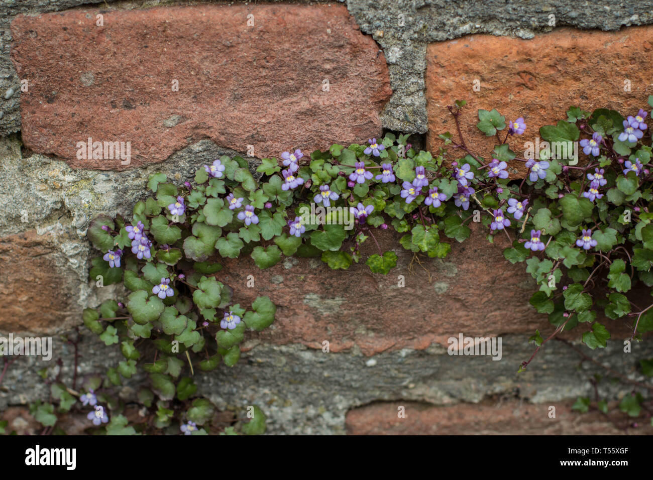 Cymbalaraia muralis, la linaire à feuilles de lierre sur le mur de la forteresse de Kalemegdan à Belgrade Banque D'Images