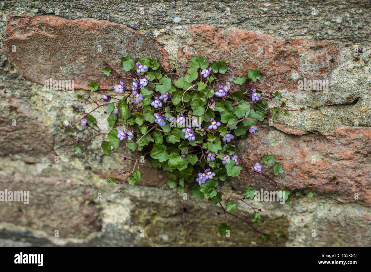 Cymbalaraia muralis, la linaire à feuilles de lierre sur le mur de la forteresse de Kalemegdan à Belgrade Banque D'Images