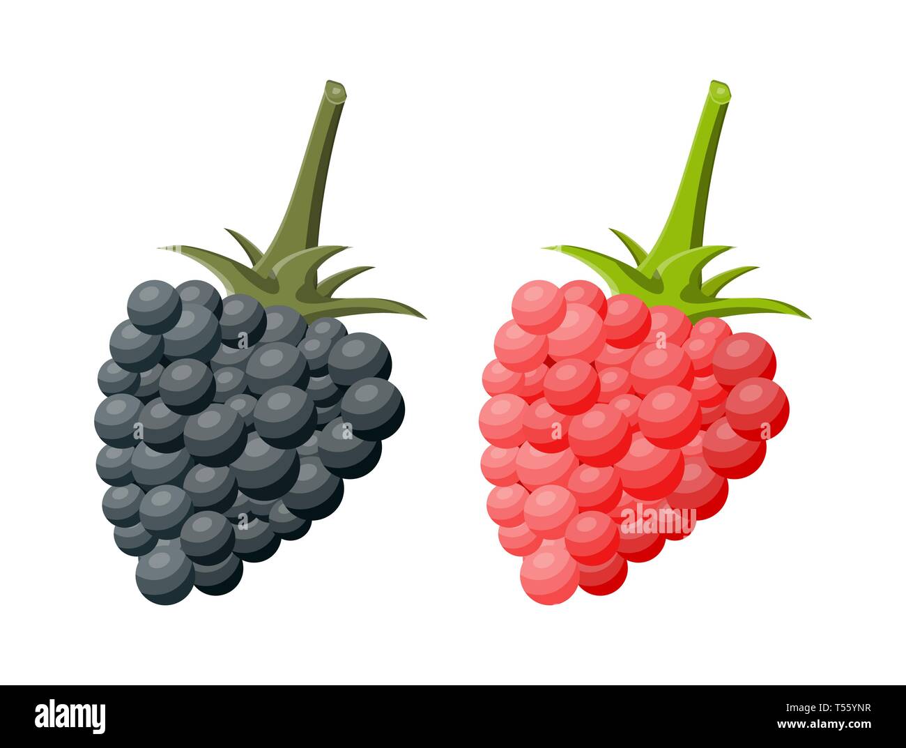 Mûre et de framboise blanc isolé. Fruit doux. Les baies fraîches avec des feuilles vertes. Les aliments sains. L'alimentation végétarienne. Vector illustration Illustration de Vecteur