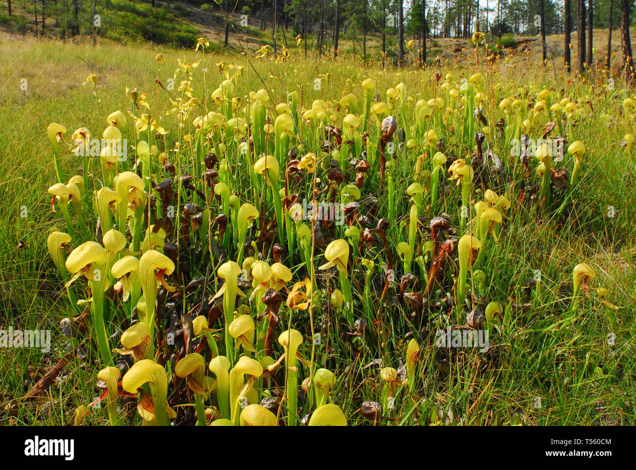 Plante Cobra Darlingtonia californica, Banque D'Images