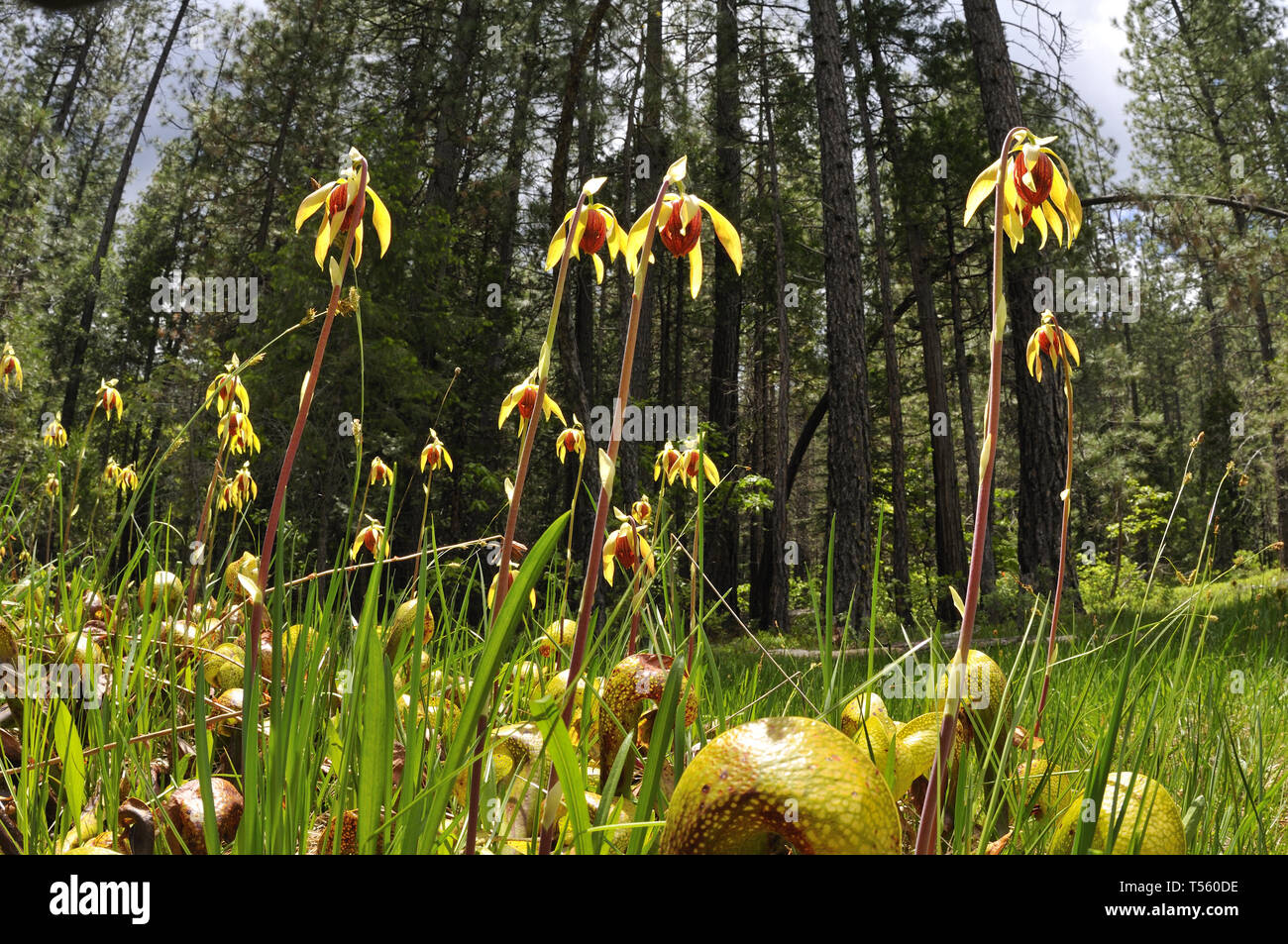 Plante Cobra Darlingtonia californica, Banque D'Images