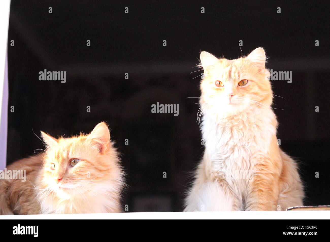 Deux chats de couleur orange vif sur chaud soleil de printemps sur la fenêtre Banque D'Images