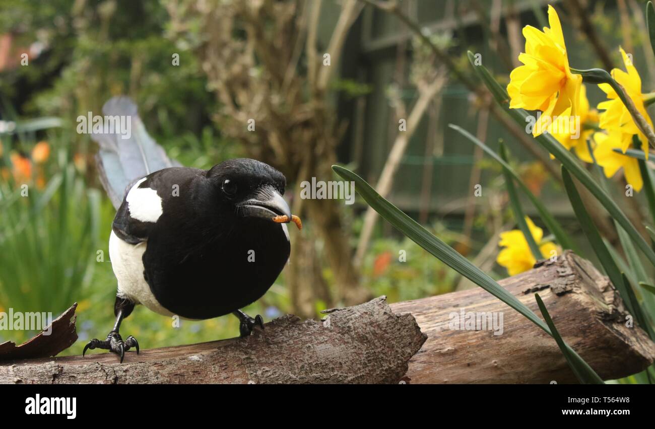 Huîtrier pie adultes (Pica pica) perché sur branch parmi les fleurs du printemps dans un jardin anglais. Avril 2019, Midlands, Royaume-Uni Banque D'Images