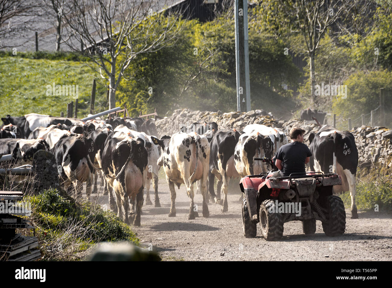 Garçon sur l'élevage des vaches en quad vers le bas une route de campagne. Banque D'Images