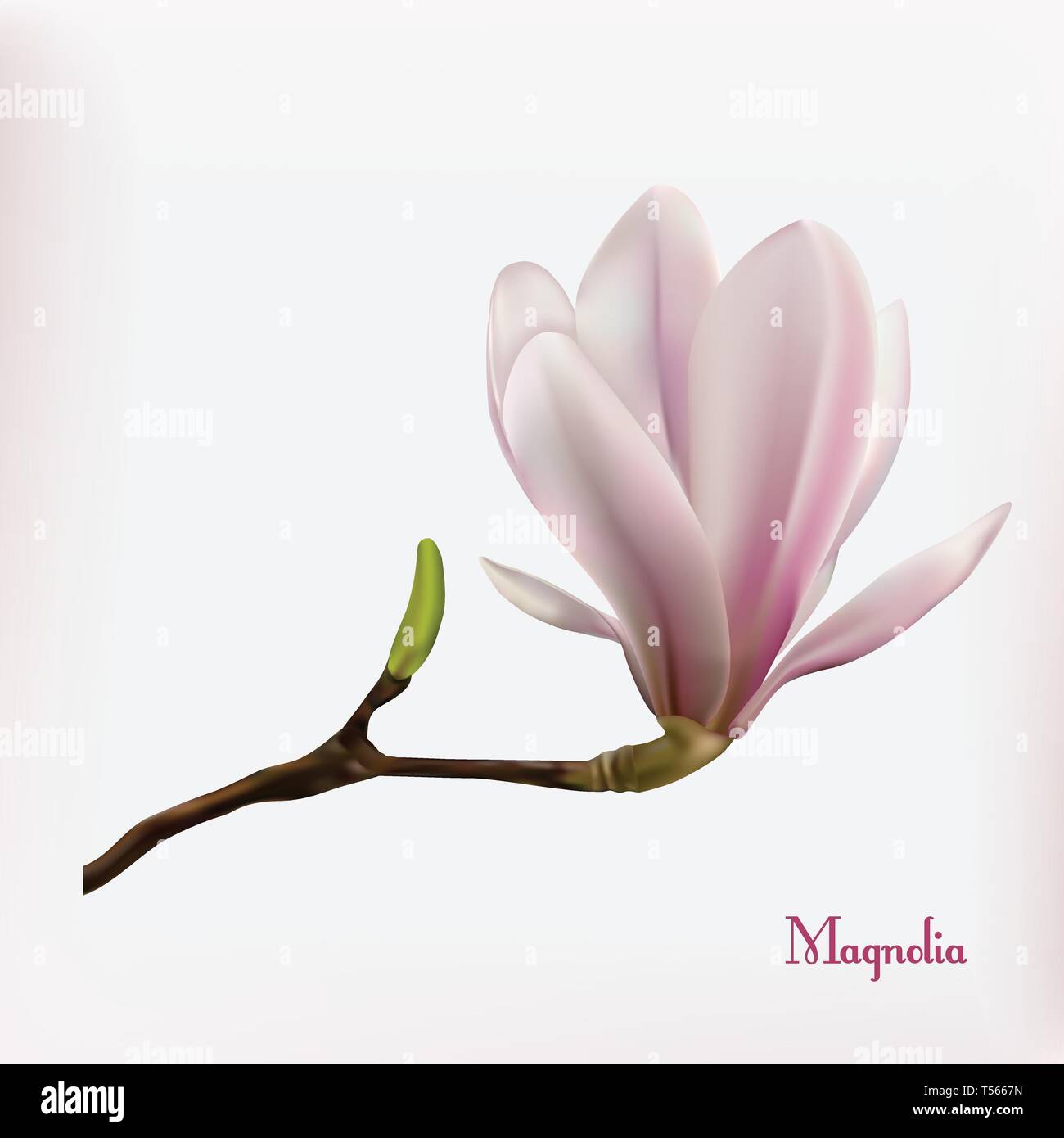 Fond fleur de Magnolia Illustration de Vecteur