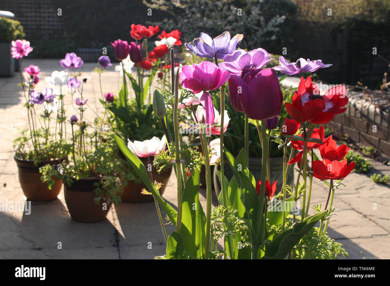 Dans un pot de fleurs anémone on patio Photo Stock - Alamy