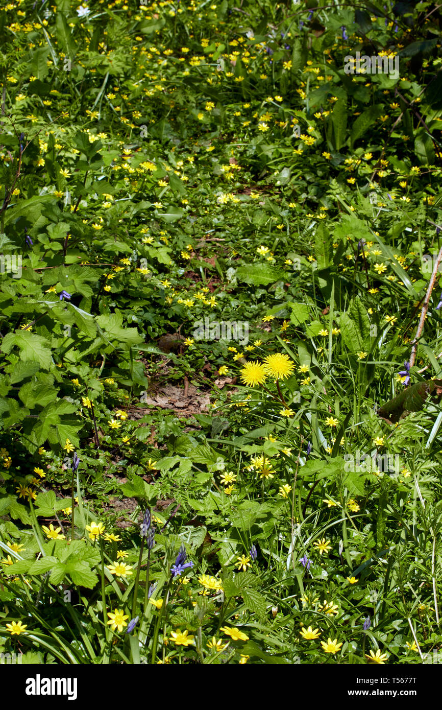 Chélidoine moindre sur un plancher de bois nature résumé dans un printemps Anglais Banque D'Images