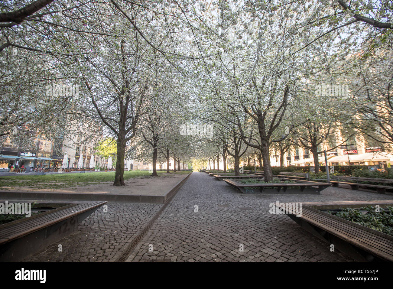 Fleurs de Chery à Leipzig Allemagne Banque D'Images