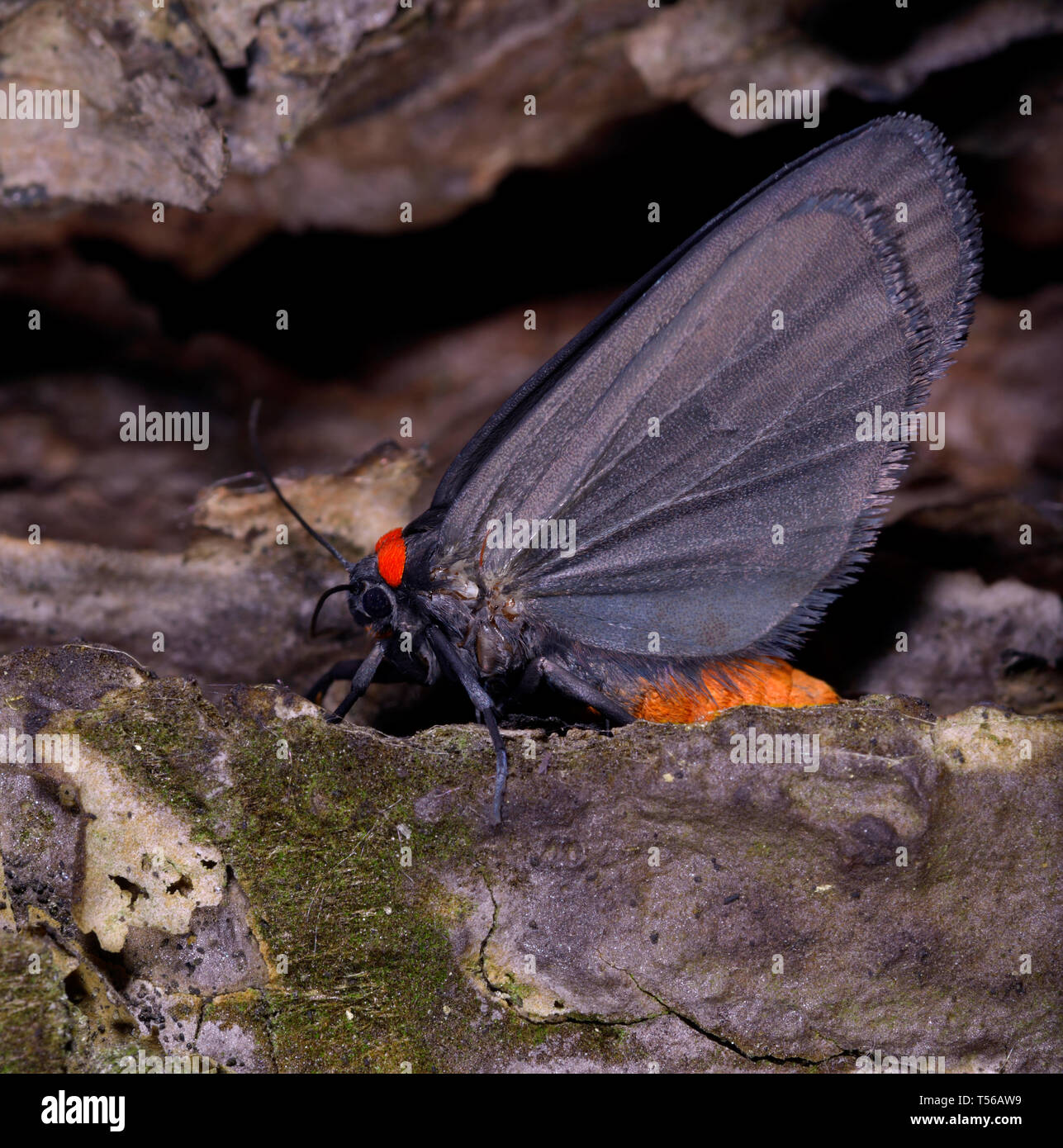 Papillon de nuit noire avec collier rouge assis sur un tronc d'arbre Photo  Stock - Alamy