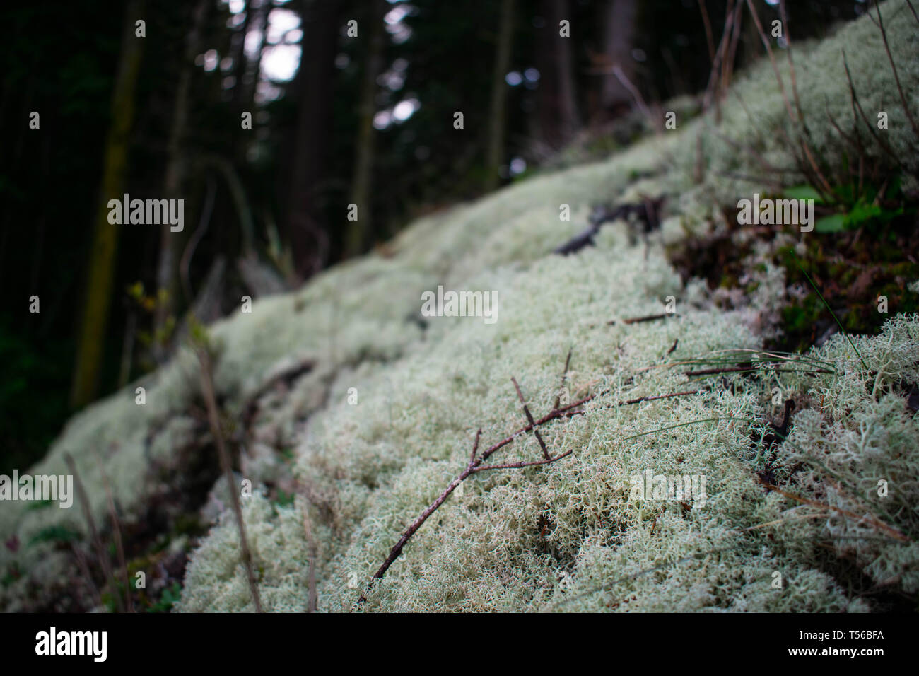 Plaque de mousse lichen vert clair dans une sombre forêt Banque D'Images
